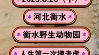 2025.8.26（下）河北衡水《衡水野生动物园》人生第一次摸老虎！