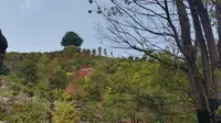 Day2：安化之行——茶乡花海观车旅和玻璃栈道水上漂流