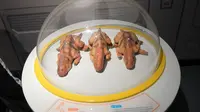 湘潭县梅林桥农业公园的恐龙展示