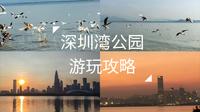 深圳湾公园游玩攻略（除了海鸥还有夕阳晚霞，来都来了，不要错过了）十二月份是观看海鸥的最佳时间。