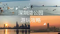 深圳湾公园游玩攻略（除了海鸥还有夕阳晚霞，来都来了，不要错过了）十二月份是观看海鸥的最佳时间。