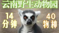 14分钟 近40个物种 带你云游云南野生动物园  这绝对是我去过体验最好的动物园！