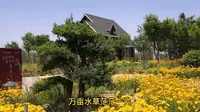 潍坊禹王湿地公园，潍坊三大湿地公园之一，最美赏花季马上要来了