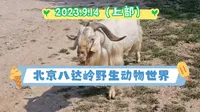 2023.9.14（上部）北京八达岭野生动物世界