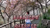 武汉周边赏樱地，黄陂木兰清凉寨，原生态野樱漫山遍野