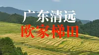 广东清远“欧家梯田”，最美稻子成熟时