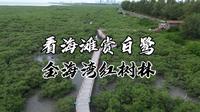 探秘广西金海湾红树林生态区：漫步湿地栈道，邂逅海上森林之美