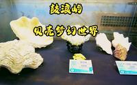 实拍厦门鼓浪屿贝壳梦幻世界，非常有趣，还有“美人鱼”游来游去