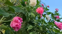 花开的声音---成都天府芙蓉园  2023 11 6   摄影、制作：一意飞行