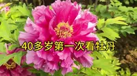 洛阳国际牡丹园