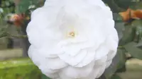 强烈推荐去重庆南山植物园看山茶花，作为市花植物园真的很重视，培育历史有一百多年，全是上百岁的经典铭品（如美人抓破脸、十八学士、赛洛阳、等），门票16元。