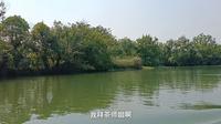 【走在杭州】西溪湿地，电瓶船