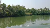 【走在杭州】西溪湿地，电瓶船