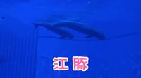 在泉州欧乐堡海洋王国看江豚！活泼可爱