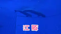 在泉州欧乐堡海洋王国看江豚！活泼可爱