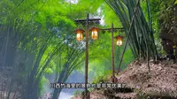 打卡邛崃川西竹海景区，高空索桥玻璃栈道，俯瞰万亩竹海太壮美