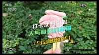 打卡沈阳鸟岛，人与自然的和谐（2）鸟岛最贵的鸟