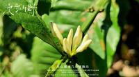 海南兴隆热带植物园