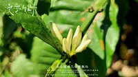 海南兴隆热带植物园