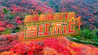石门坊红叶红了吗？10月12日带你看答案→2025 年中国（临朐）石门坊红叶节，10月12日至11月16日，潍坊临朐石门坊，当红不让！#石门坊红叶节  #石门坊