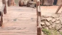 长春东北虎园猴子