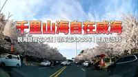 再不来花就谢了！威海海悦路樱花大道