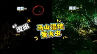 “三无”实地探访东钱湖马山湿地萤火虫