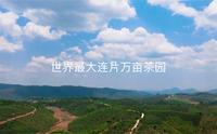 世界最大连片万亩茶园-西双版纳大渡岗万亩茶园