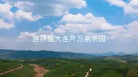 世界最大连片万亩茶园-西双版纳大渡岗万亩茶园