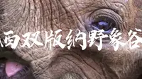 文旅之声走进西双版纳野象谷，带大家领略野象谷的风光！