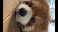 关注长春市动植物公园小熊猫喵