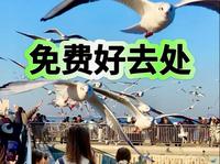 说免费为什么还要买票？天津东疆亲海公园，看海喂海鸥好去处