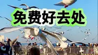 说免费为什么还要买票？天津东疆亲海公园，看海喂海鸥好去处