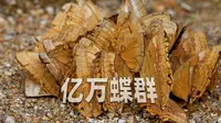 红河蝴蝶谷，传说中的云南虫谷？