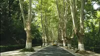 一镜到底带你看南京的梧桐大道之灵谷寺路
