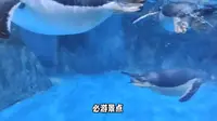 抚顺皇家极地海洋世界旅游攻略