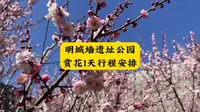 明城墙遗址公园 周末赏花 1天行程如何安排