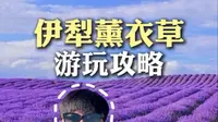 伊犁薰衣草超全游玩攻略 万亩薰衣草盛开，风里都是薰衣草的味道
