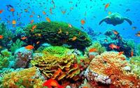 中国大陆最南端,徐闻珊瑚礁国家级自然保护区宣传片