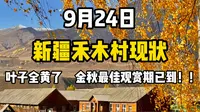 📍9月24日阿勒泰实况，禾木白桦林全黄了