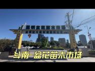 斗南盆花苗木市场