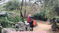 重庆南山植物园游记