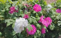 【来济南平阴共赏浪漫玫瑰】打卡芳蕾玫瑰花乡，品花登山看风景