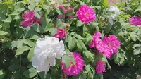 【来济南平阴共赏浪漫玫瑰】打卡芳蕾玫瑰花乡，品花登山看风景