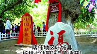 喀什地区叶城县核桃七仙园(8月底收获)
