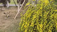 成都天府芙蓉园：菜子fafa还有这么多颜色！芙蓉花挺多，今年十月可以来逛逛