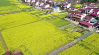 【Yangtze River】三月，来益阳南县罗文村油菜花海放风筝吧！