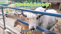 沈阳长白岛森林公园里面有沈阳唯一免费的动物园。