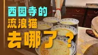 来苏州玩，怎么能错过西园寺的素面和撸猫~
