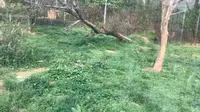 苏州上方山森林动物园食肉区